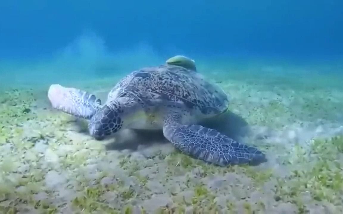 经典音乐,一首《关正杰-天籁…星河传说》经典老歌,瞬间打动你的心