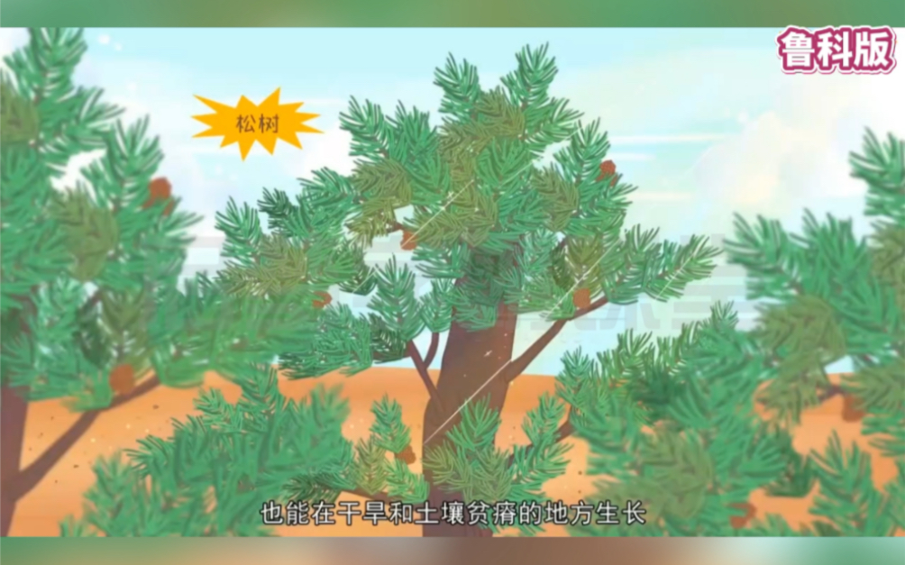 [图]六年级下册生物3.1.3《种子植物》鲁科版，课本知识变动画，提炼课堂重点知识，通俗易懂，寒假高效预习，一学就会，帮助学生快速理解重难点