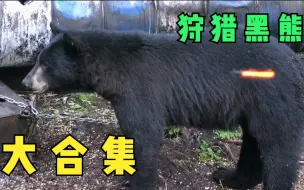 Download Video: 猎人进山狩猎黑熊，一枪一头太解压