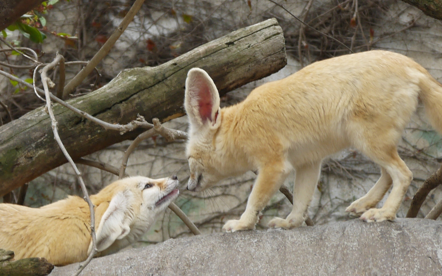 【fennec fox】你看他们多可爱【耳廓狐】