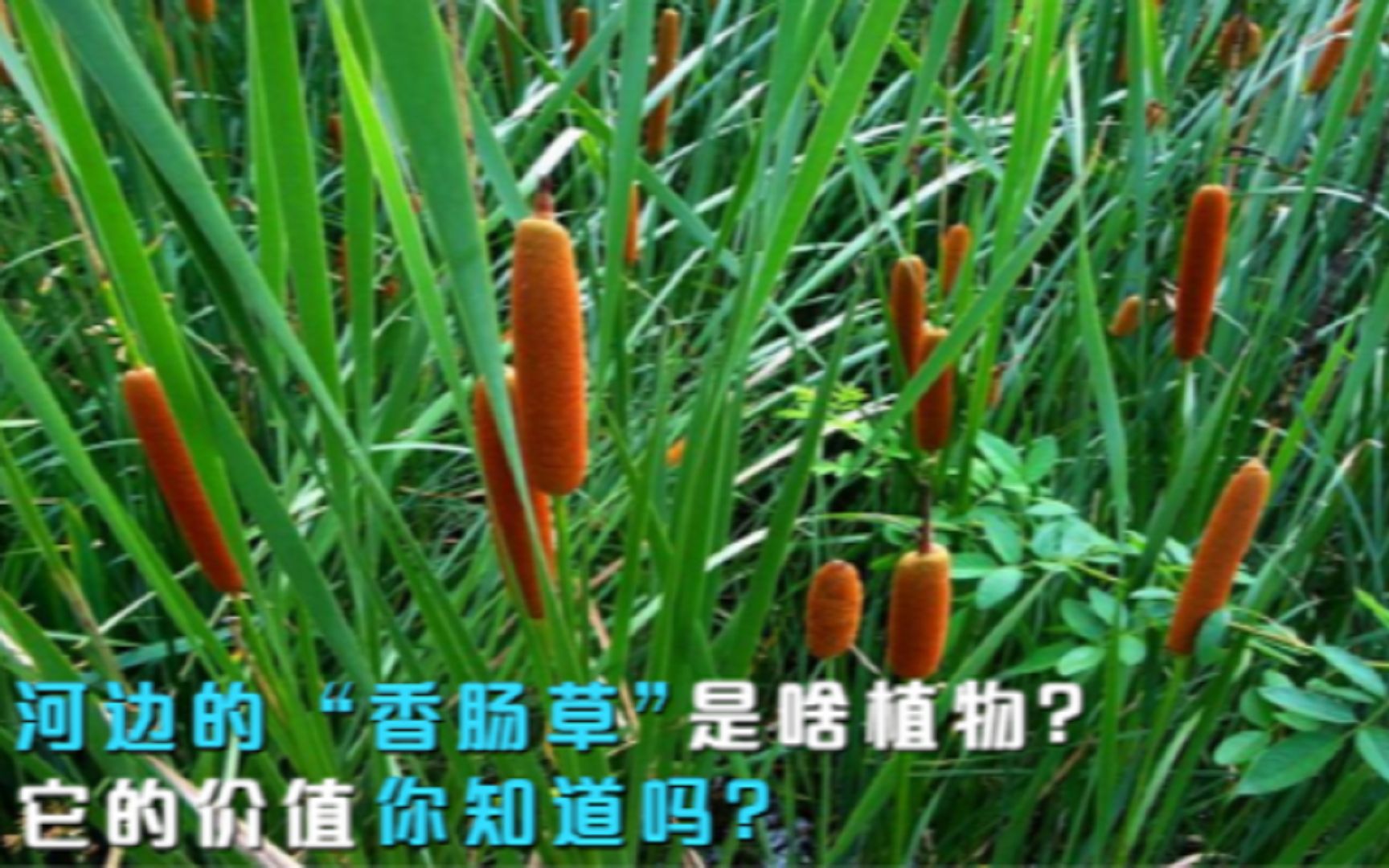 河边长的“香肠草”是啥植物?它的价值你知道吗?驱蚊是把好手哔哩哔哩bilibili