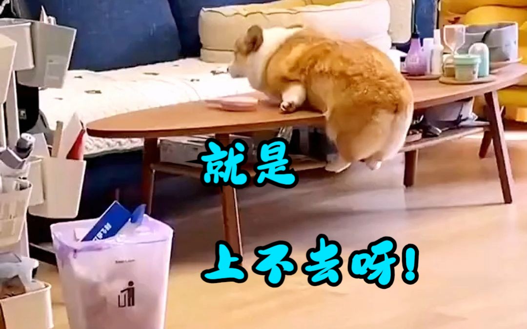 【搞笑动物】小短腿儿的烦恼!