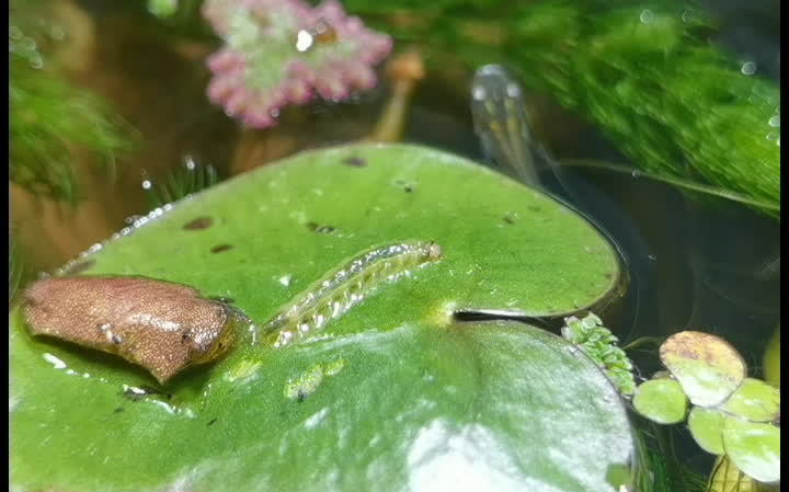 【淡水精灵】漫步的水螟宝宝