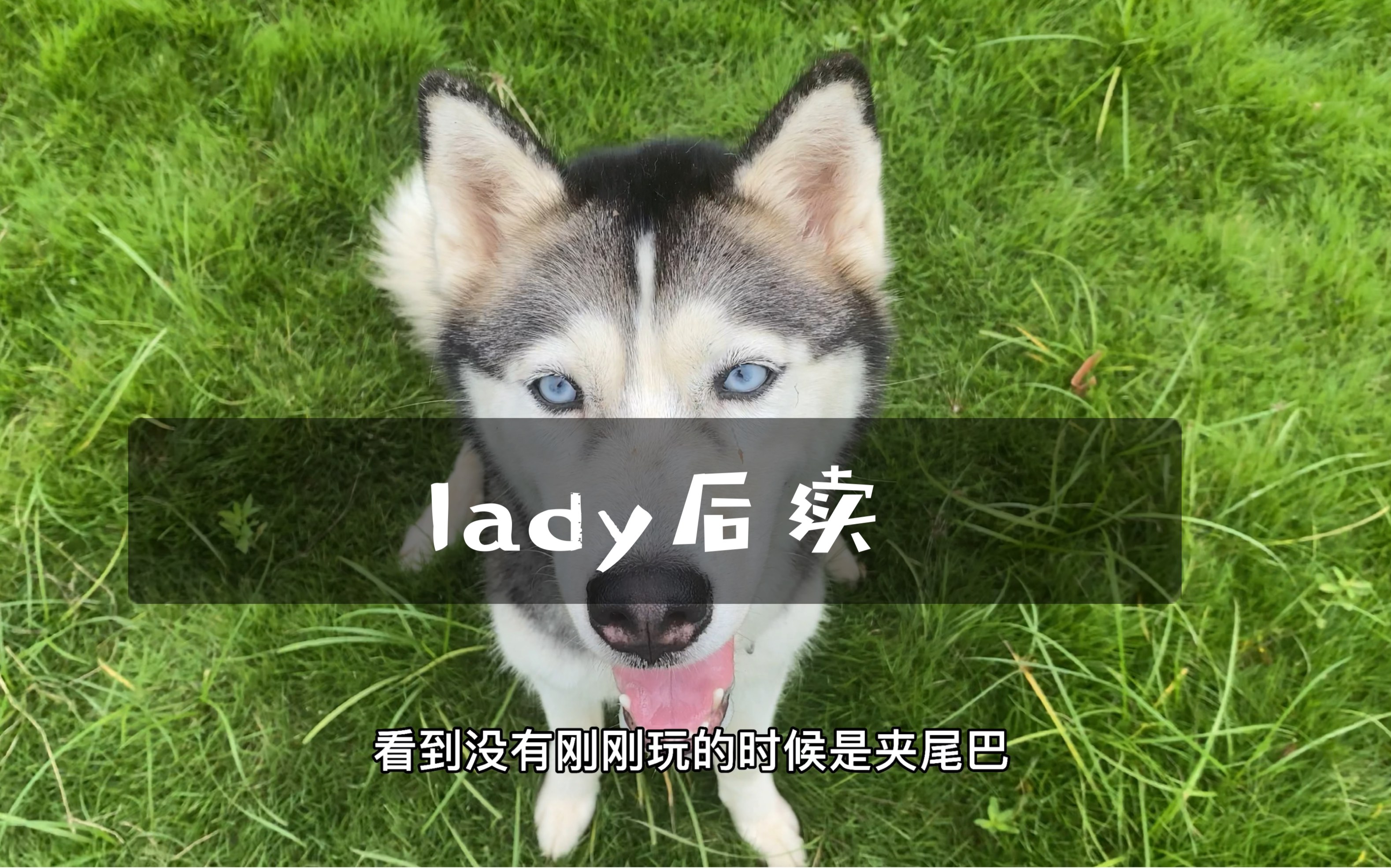 lady后续来了,马上安排主人学习了哔哩哔哩bilibili