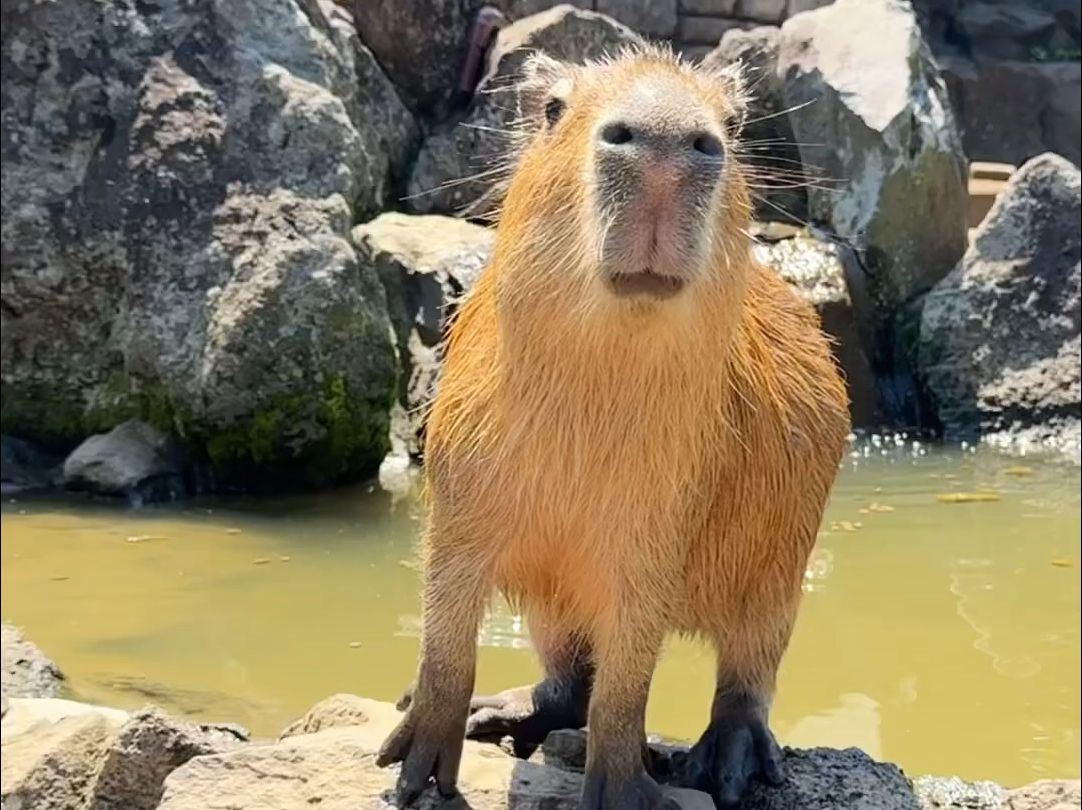 想要点心的水豚