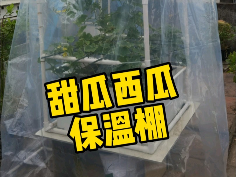 【园艺日记】⚡小绿植大丰收⚡天气冷了,要做保温大棚了.自制植物温室.西瓜和甜瓜都是很怕冻的,20度以下没有被冻死也冻的差不多了.#自制温室...