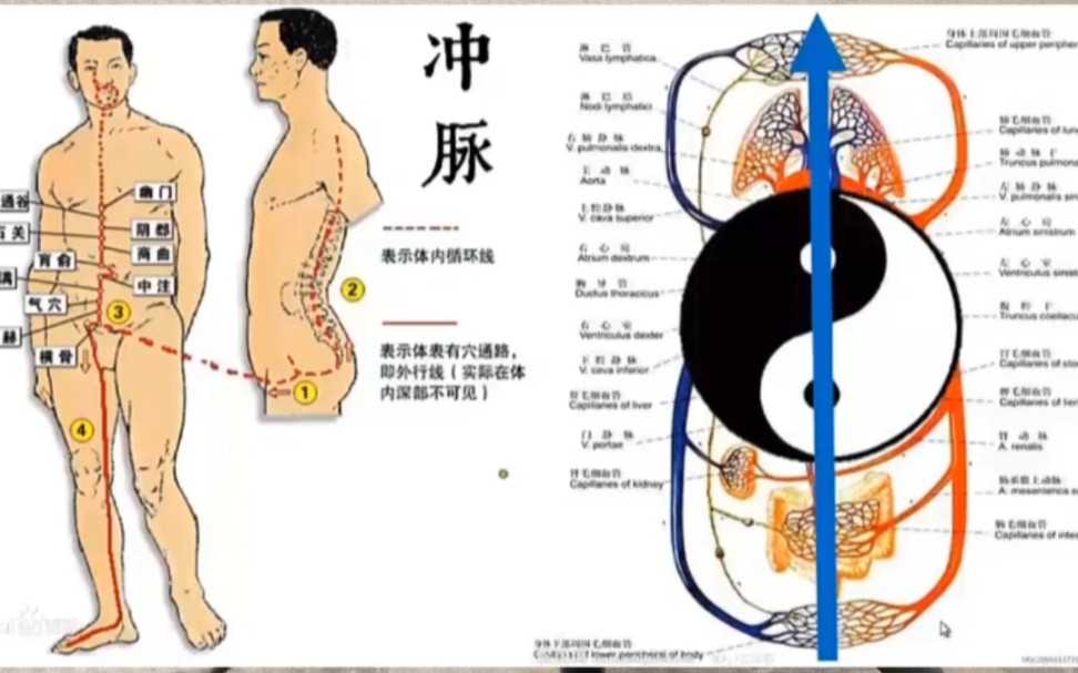 女性冲脉的准确位置图图片