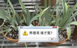 Tải video: 求助 到底谁的德鸢在开花？！曾经觉得自己养啥啥开花 直到我遇见德国鸢尾