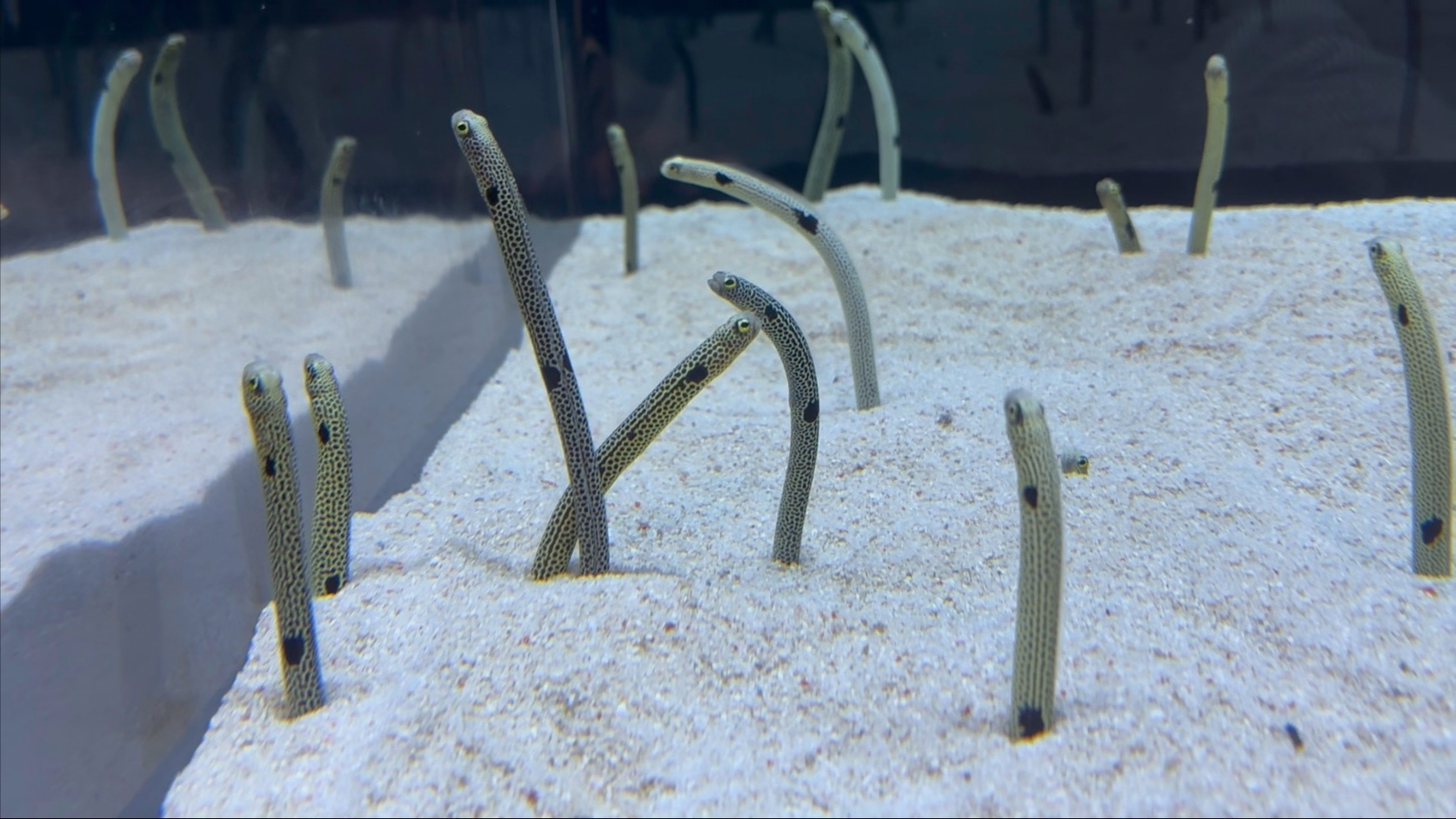 墨田水族馆打架的花园鳗