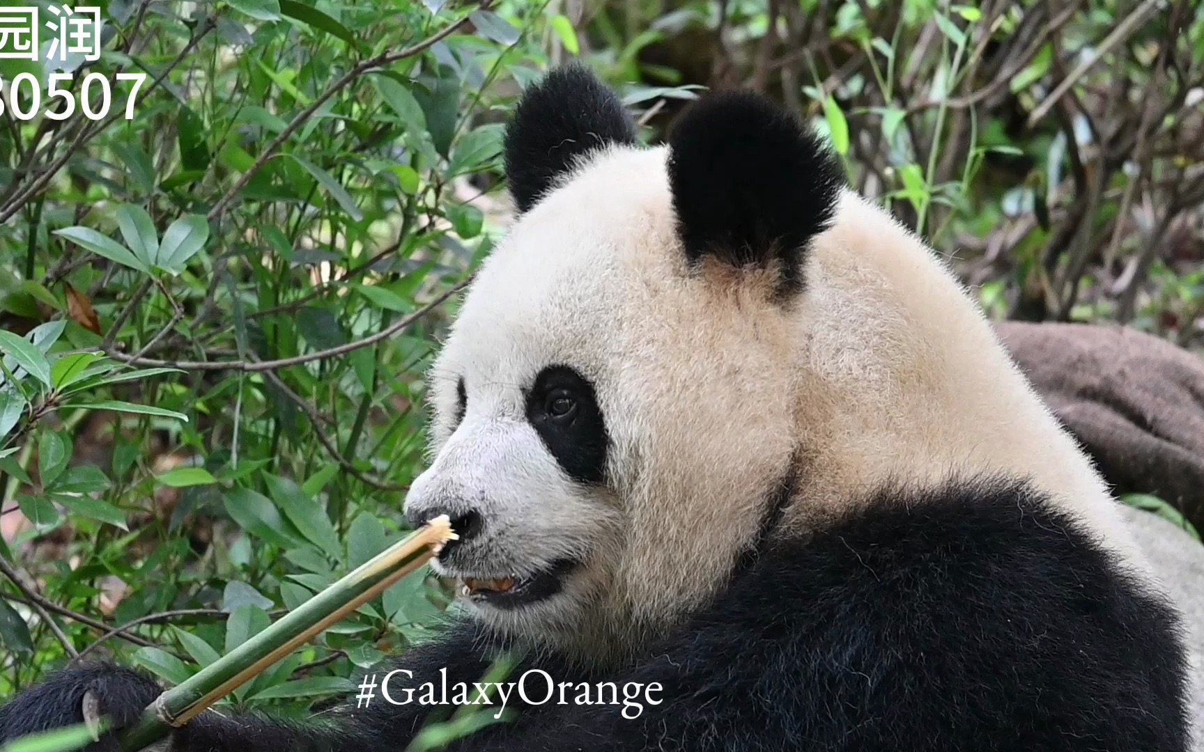 【大熊猫园润】230507 坚毅的侧脸