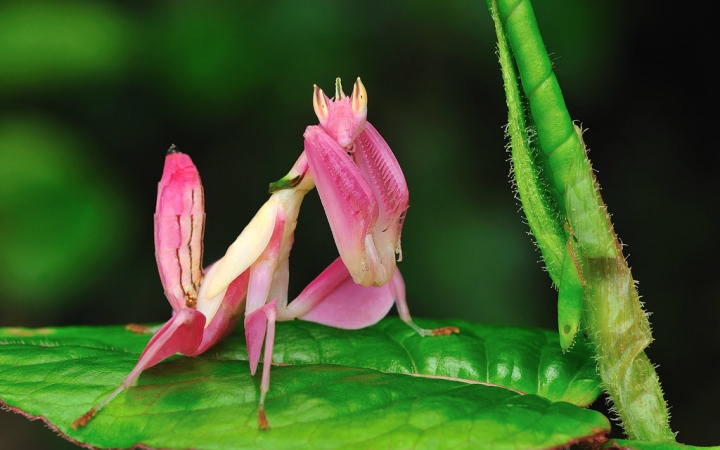 orchid mantis 兰花螳螂 - super pink! 超级粉红