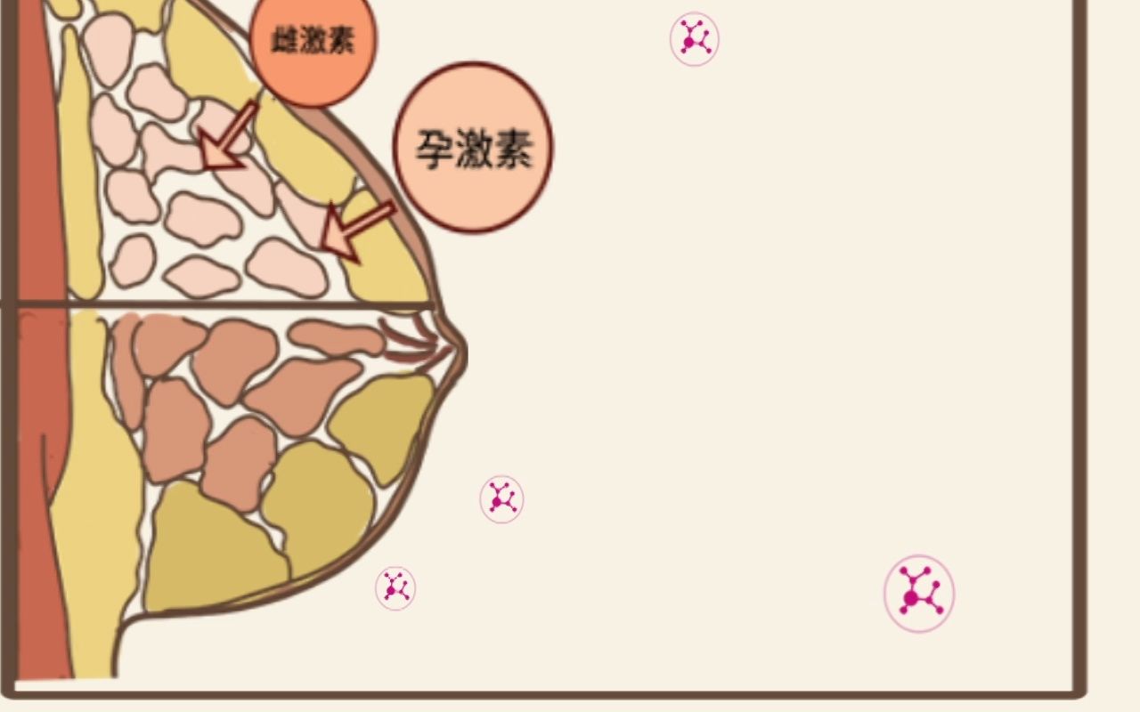 活动  乳腺癌与雌激素之间有什么关系?