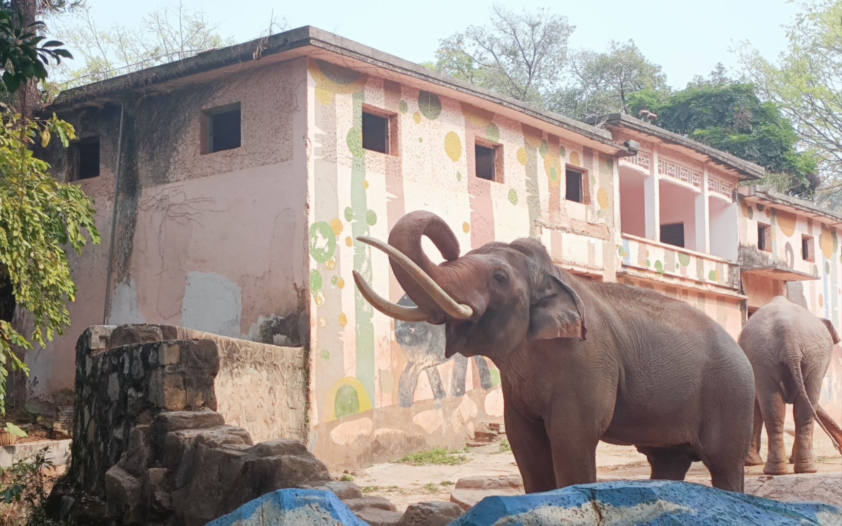 广州动物园的大象