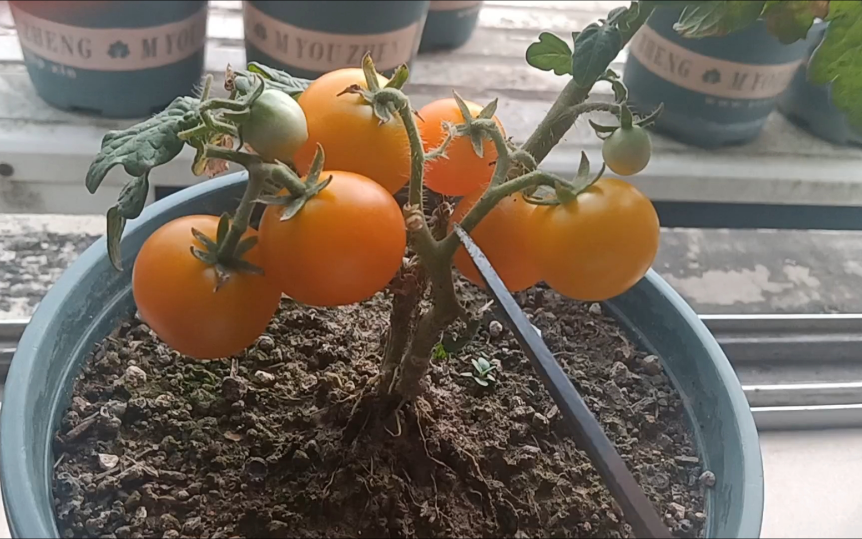 盆栽的小番茄又又又熟啦!