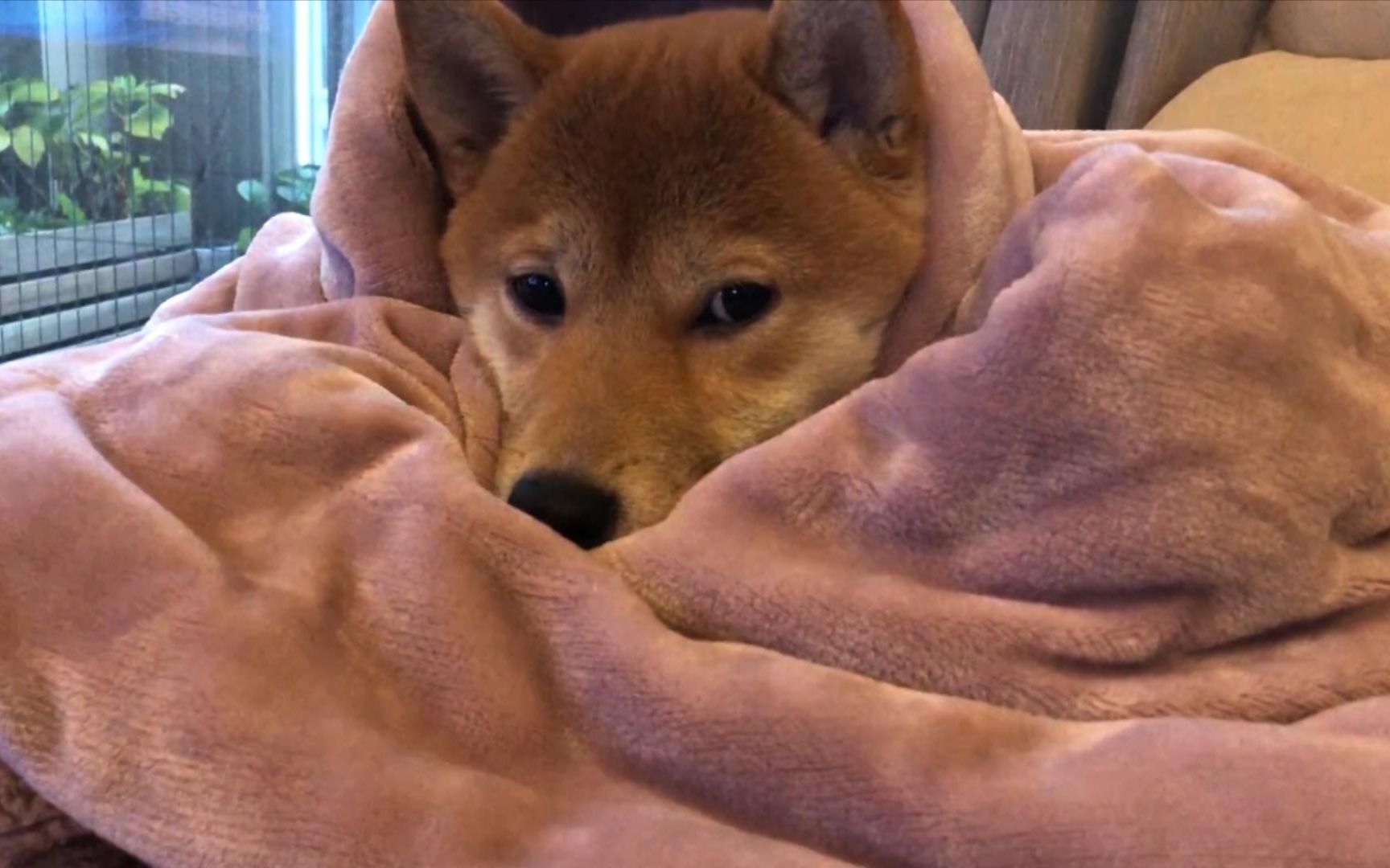 柴犬看电影柴犬奇迹物语的反应给狗精上启蒙课