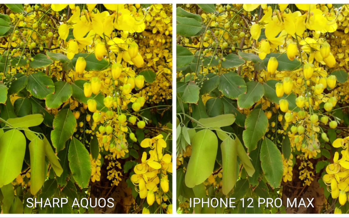 sharp aquos r6 vs iphone 12 pro max 拍照对比_哔哩哔哩_bilibili