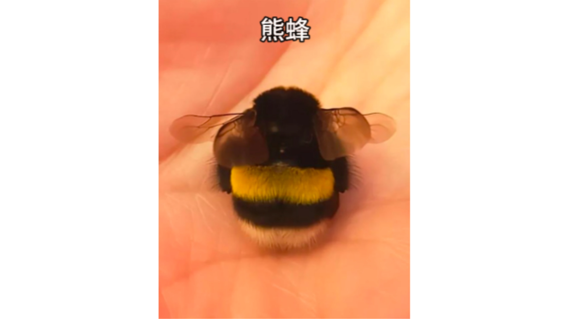 熊蜂:可以不叫我猪猪蜂吗?吖bee～囧囧囧
