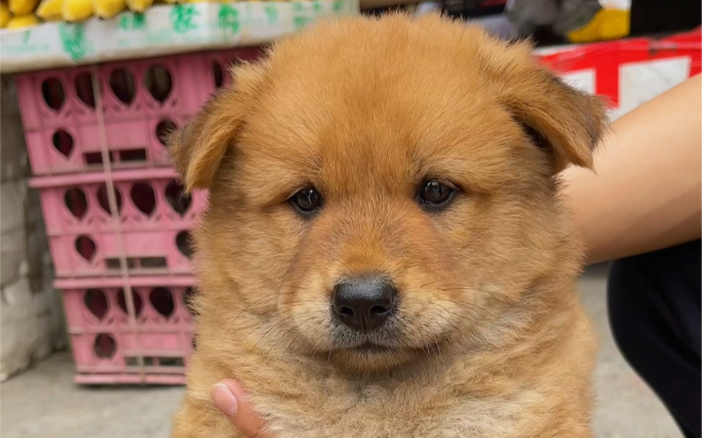 [图]中华田园犬小土松