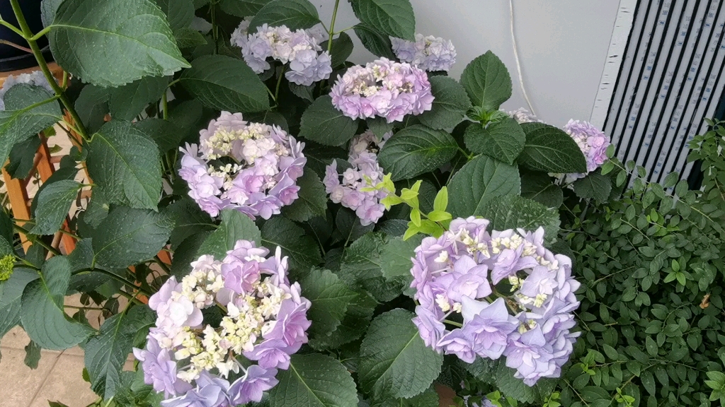 绣球花——惠子小姐