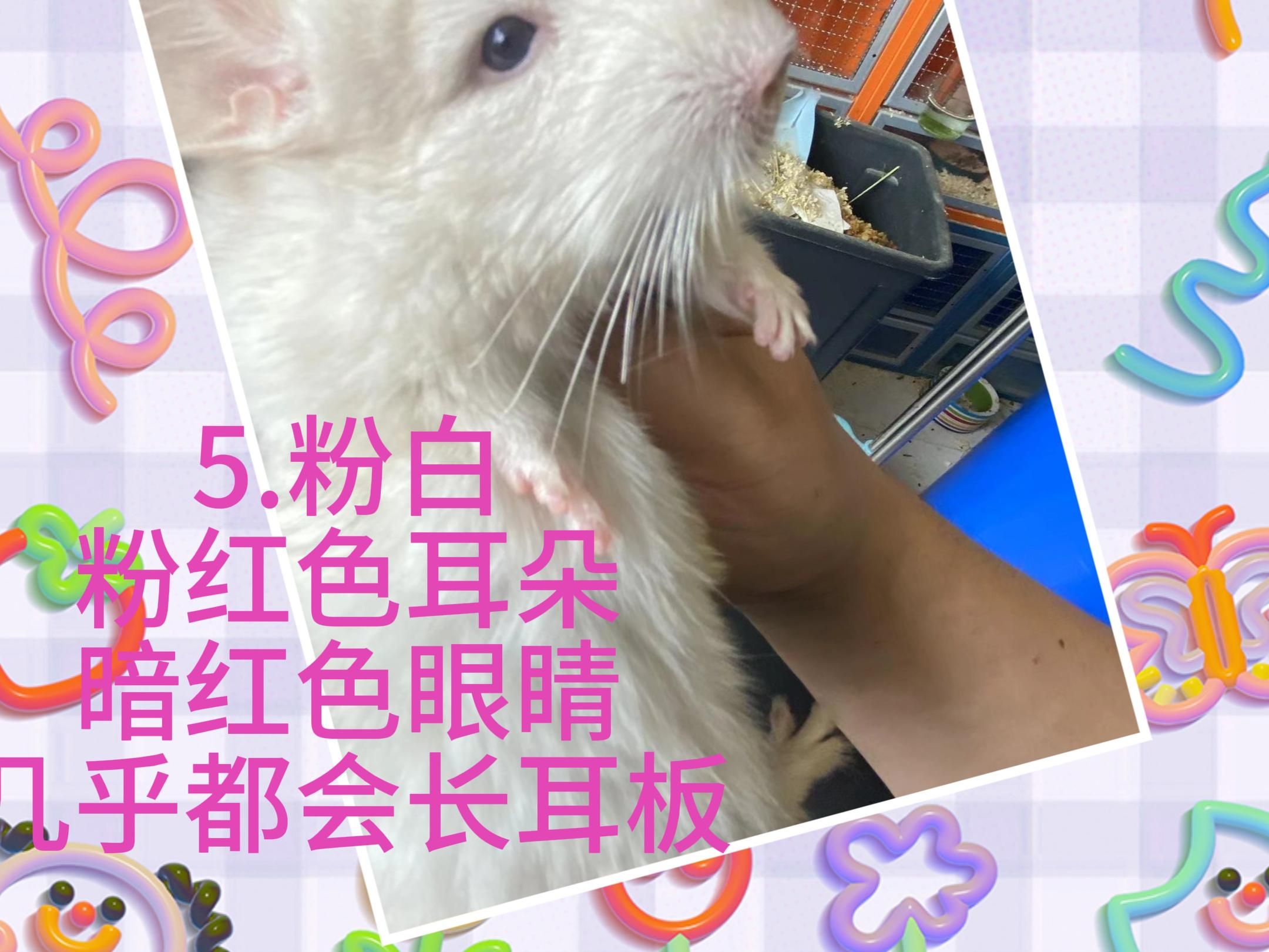 龙猫颜色之粉白金粉