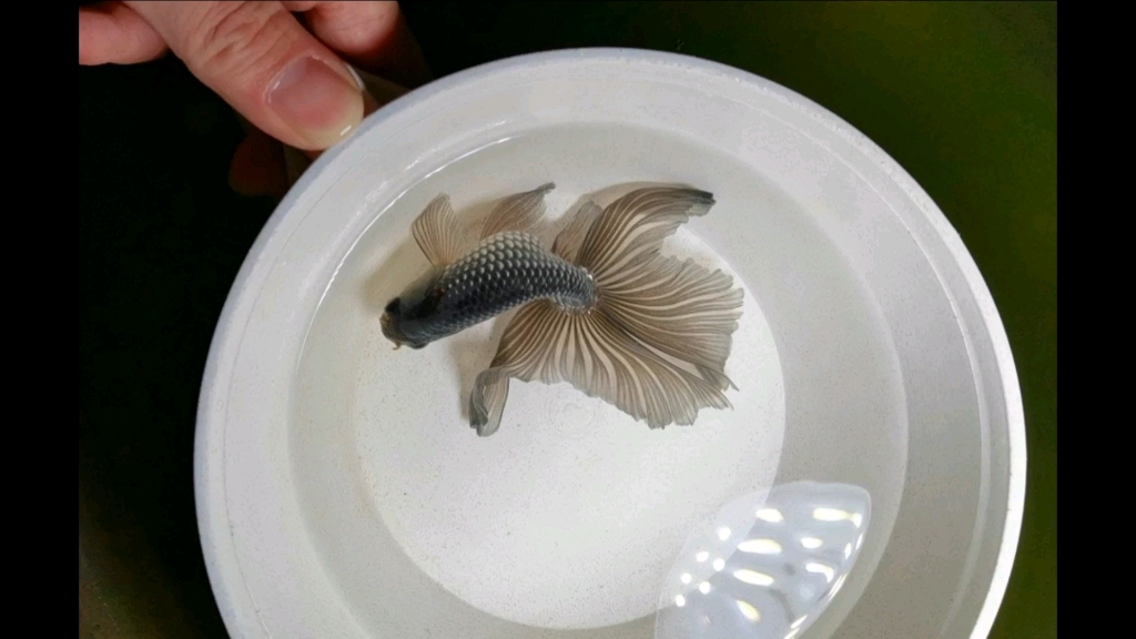 尾型很特别的蓝丹凤