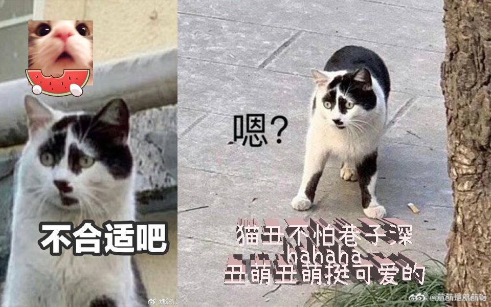 【喵污Mua】猫丑不怕巷子深hahaha丑萌丑萌还是可爱 治愈你的坏心情 前方爆笑高能!!!ﾟ∀ﾟﾉ)ﾉ网络上的沙雕不要笑挑战 第91期 高能停不下来...