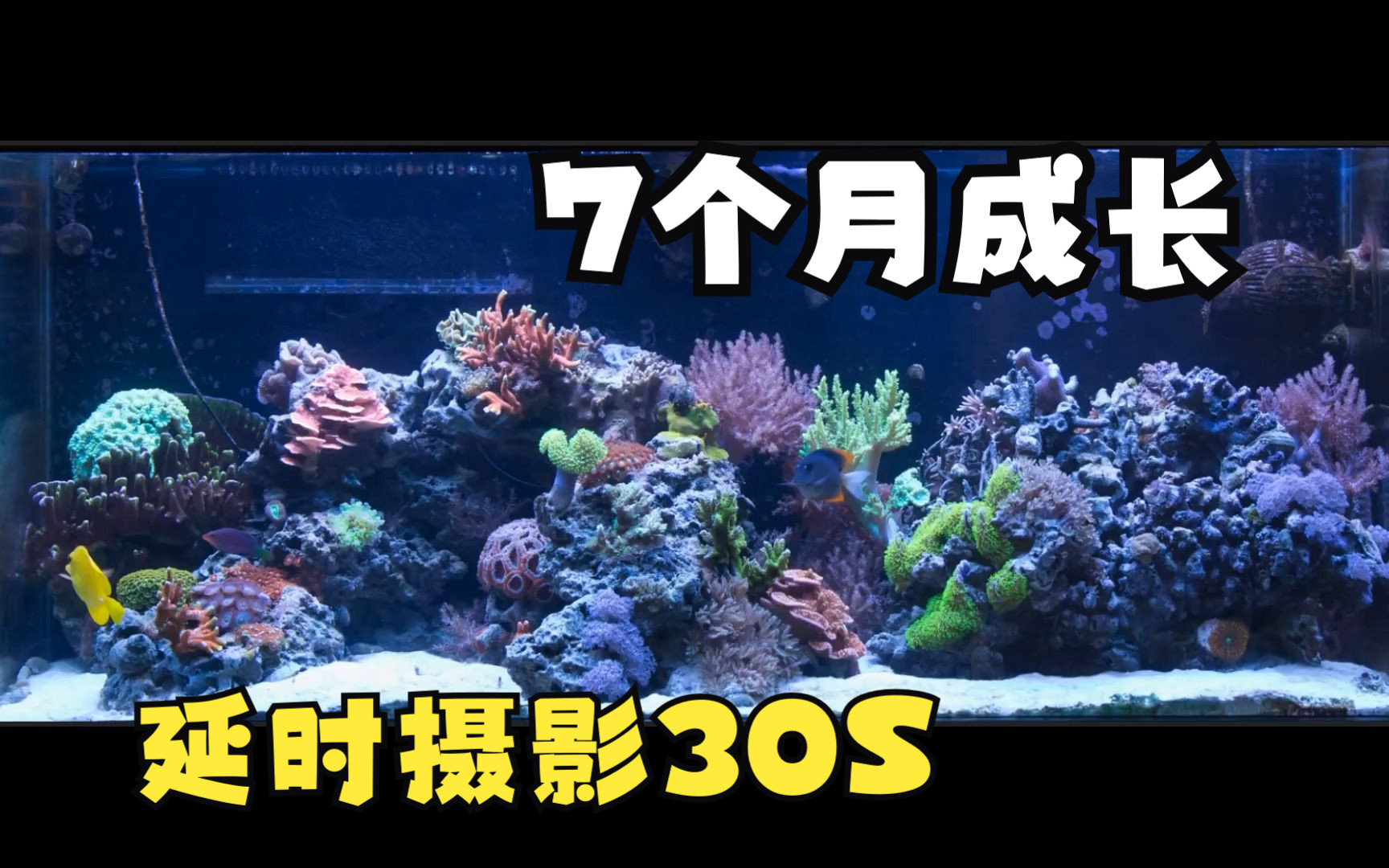 延时摄影30秒展示珊瑚成长的7个月哔哩哔哩bilibili