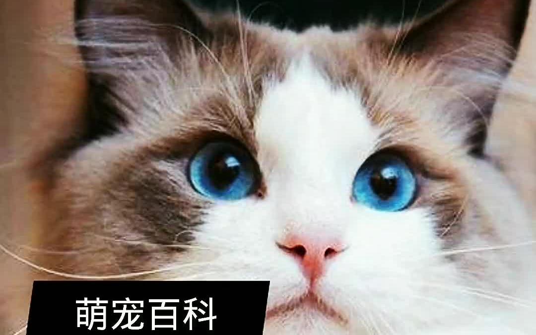 布偶猫好养吗,布偶猫的饲养方法和注意事项,布偶猫养护常识哔哩哔哩bilibili