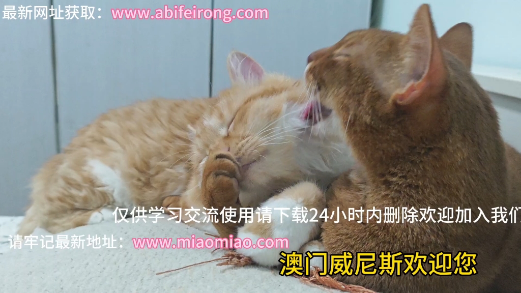 互舔~(闺蜜的猫猫)哔哩哔哩bilibili