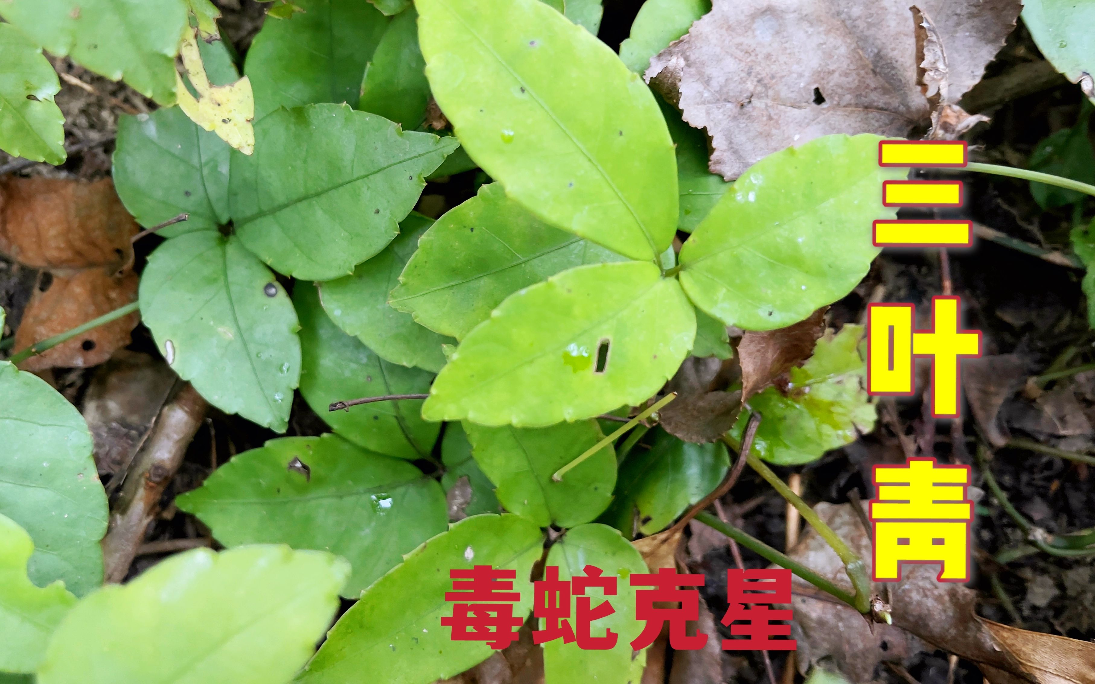 它是毒蛇咬伤克星,大山里非常珍贵的"三叶青",赶紧来认识一下