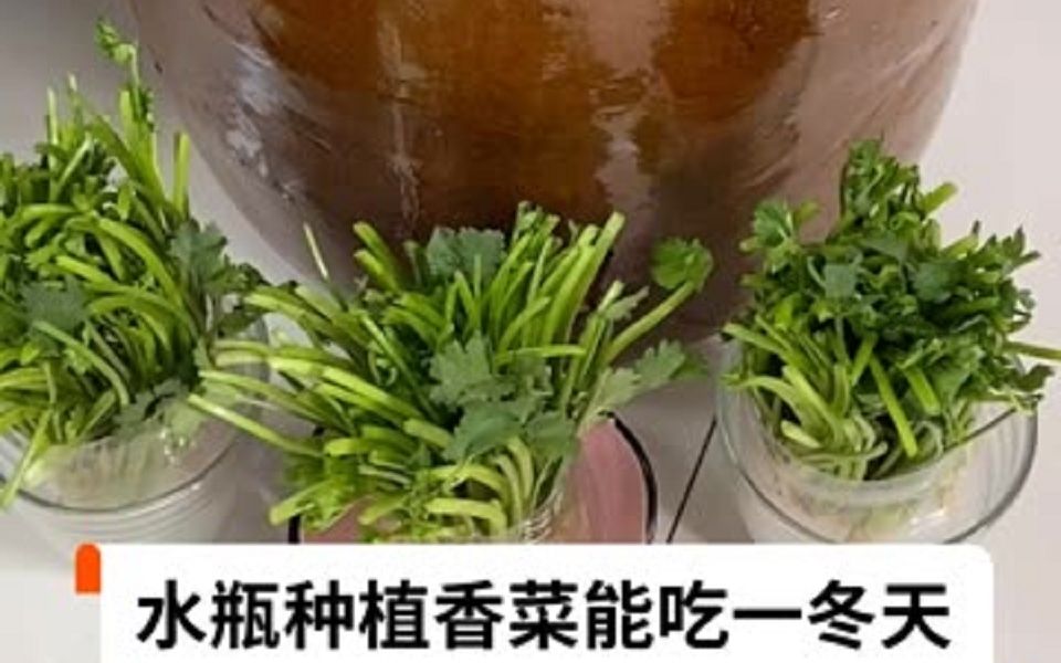 香菜种植,香菜根不要扔掉了,跟我这样做哔哩哔哩bilibili