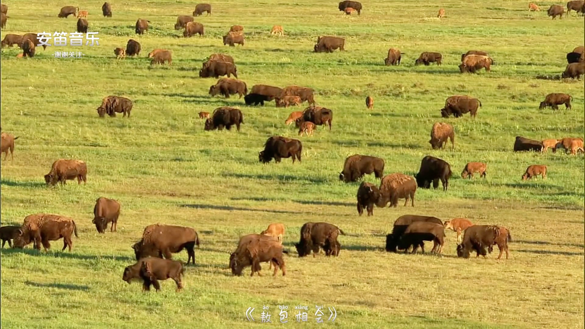 马头琴名曲十二首 悠扬的马头琴声让人如痴如醉 能让人忘掉烦恼哔哩哔哩bilibili