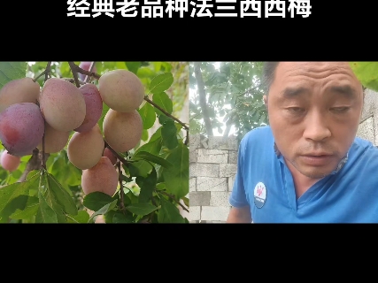 8月份必不可少的水果~西梅!为什么怎么火爆?主要是它具有改善视力,改善贫血,促进新陈代谢,利于消化等功效!哔哩哔哩bilibili