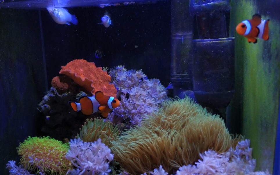 海缸养玛丽第二天-银球玛丽入珊瑚缸_哔哩哔哩_bilibili