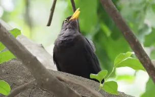 下载视频: 欣赏一下这只乌鸫的歌喉