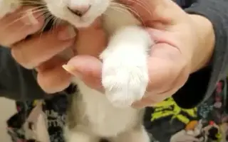 猫寄生虫 搜索结果 哔哩哔哩 Bilibili