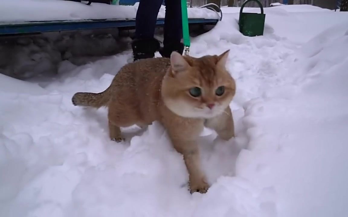 猫猫第一次玩雪~  步行街主干道  虎扑社区哔哩哔哩bilibili