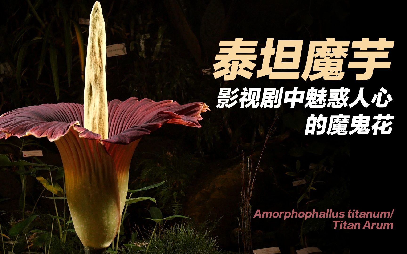 泰坦魔芋(尸香魔芋)Titan Arum 影视剧中魅惑人心的魔鬼花哔哩哔哩bilibili