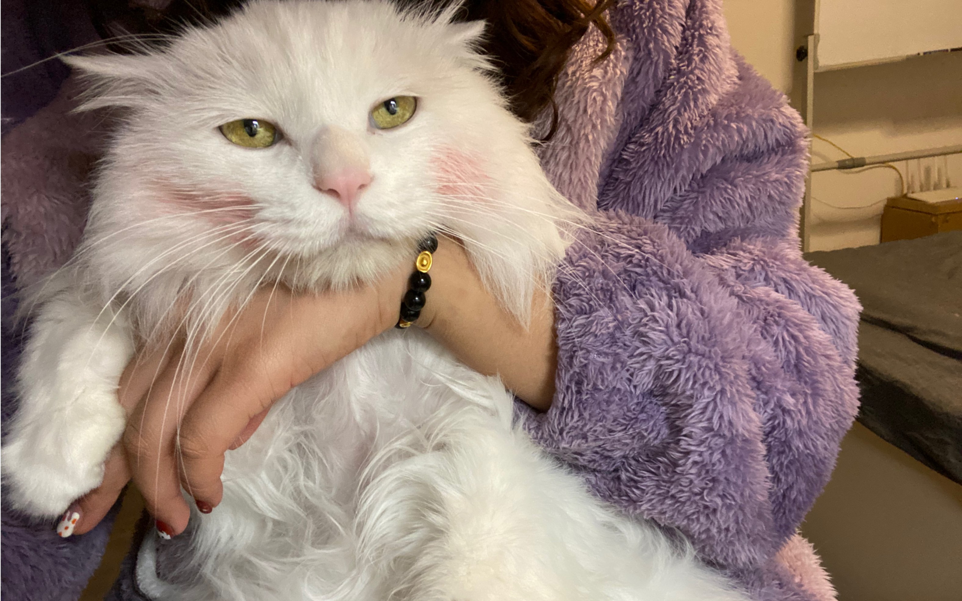 山东狮子猫小猫咪也喜欢主人会撒娇