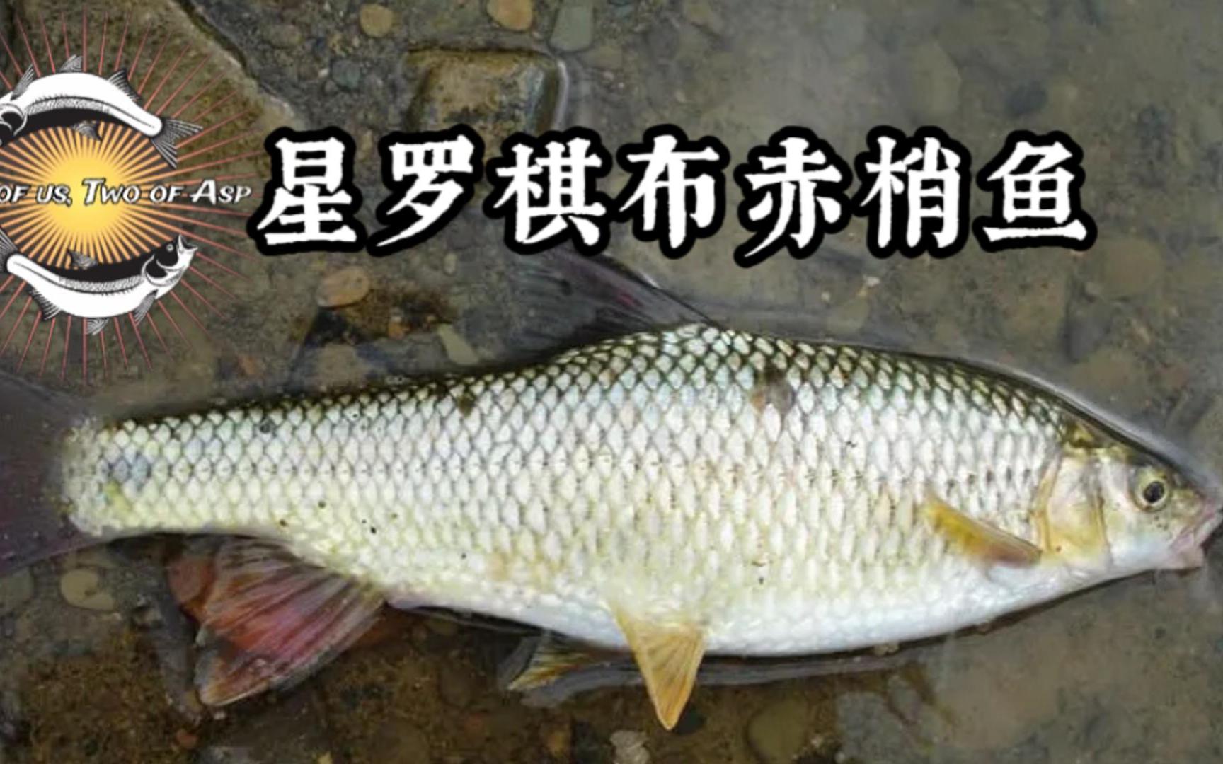 星罗棋布代表什么动物