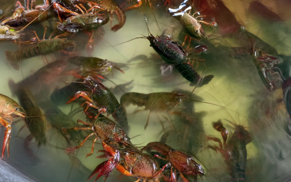 虾打架(密恐勿入)_哔哩哔哩_bilibili