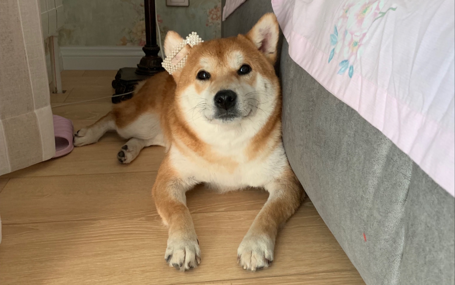 视频里那个不是我,是我的孪生兄弟,我怎么可能这么沙雕【柴犬富贵】