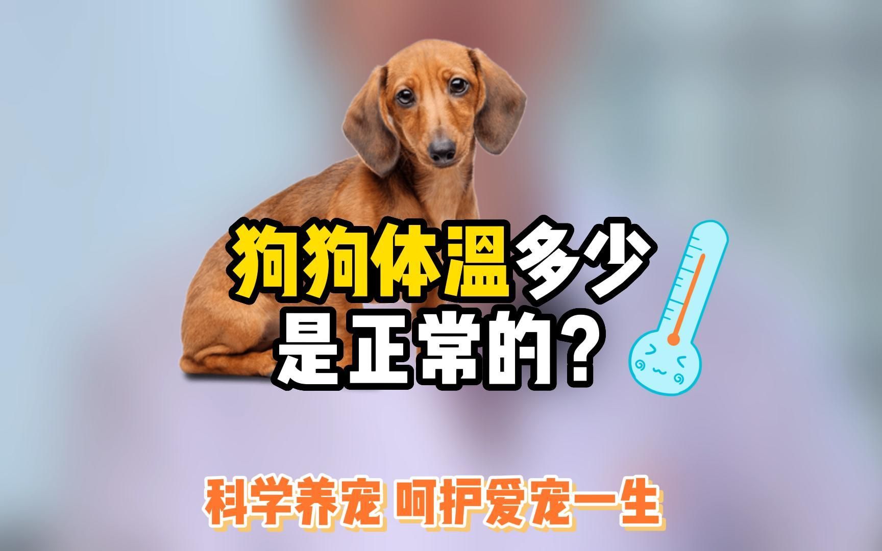 狗的体温多少是正常?哔哩哔哩bilibili