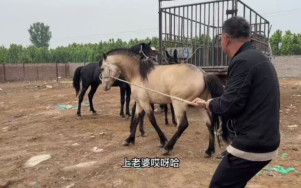 [图]二马戏驴，公马和母驴配种过程突然发生意外，幸亏有惊无险去看看