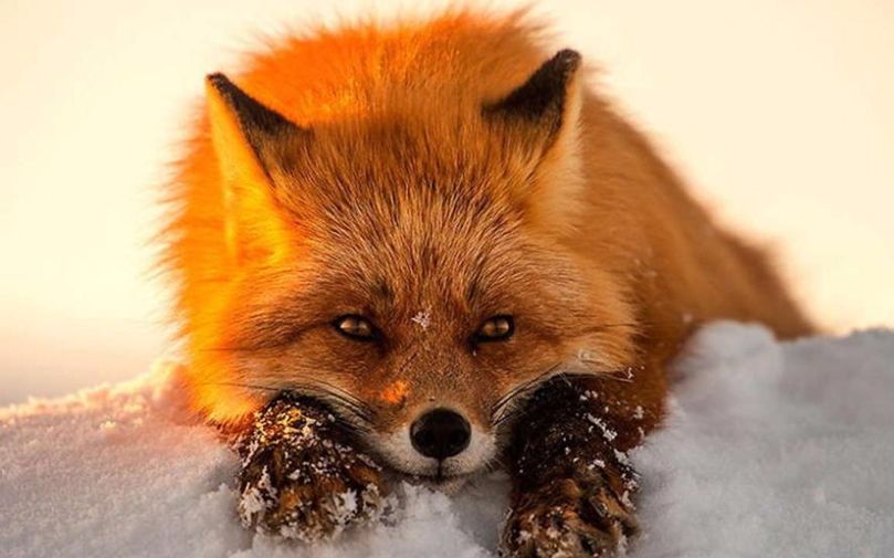 【大良】身边来了个小狐狸精,让哥哥来好好疼爱你吧~(惊喜在简介)