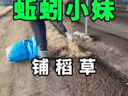 下载视频: 给蚯蚓床铺稻草