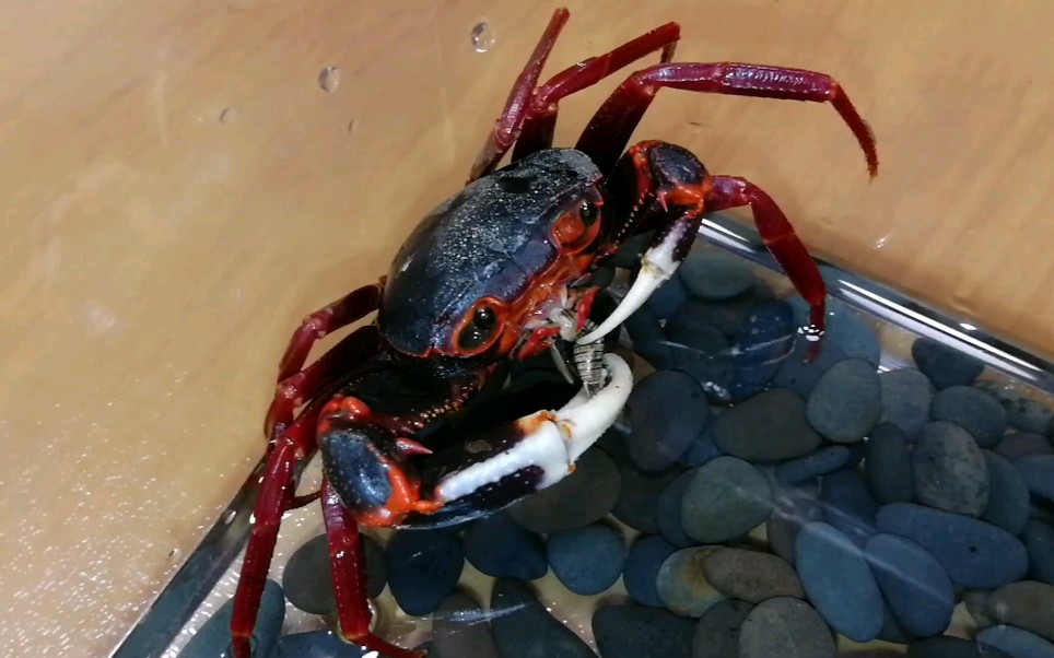 印支溪蟹和新内溪蟹简介