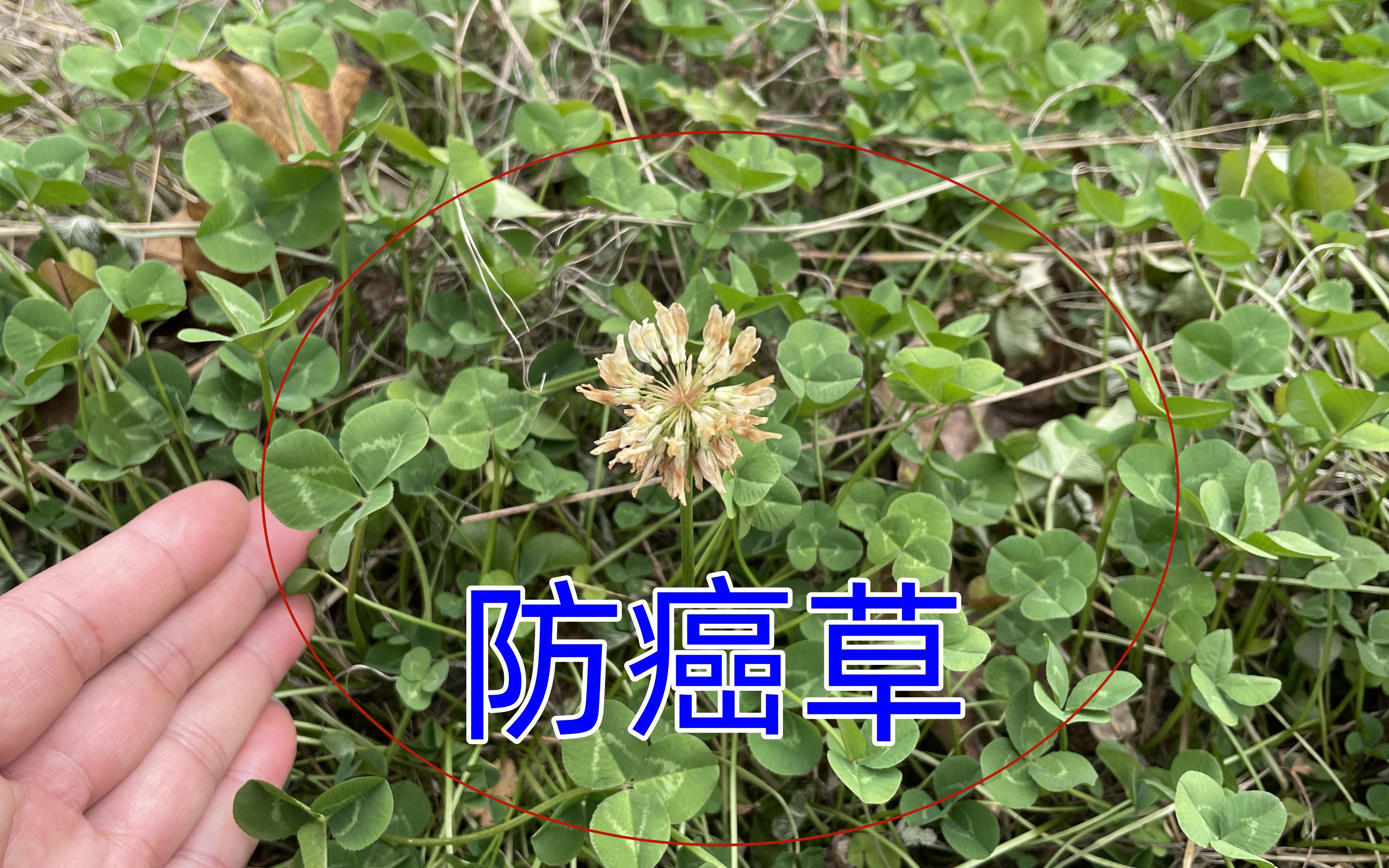 江西农村稀缺的防癌草