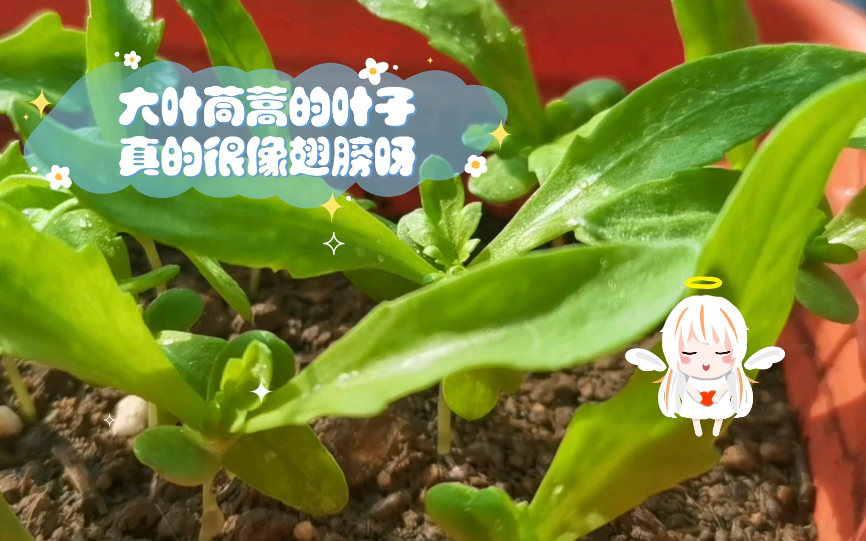 大叶茼蒿的叶子真的很像翅膀呀哔哩哔哩bilibili