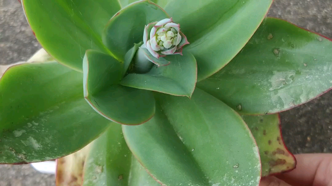 想不开了 猎户座中心开花 旁边出了两个头 这个还有机会吗?